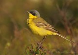 Gulerle (såerle), adult hann
Yellow Wagtail - Motacilla flava thunbergi