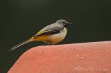 Vintererle, adult hann
Grey wagtail - Motacilla cinerea