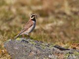 Fjellerke, adult hann
Horned Lark - Eremophila alpestris