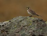 Fjellerke, adult hann
Horned Lark - Eremophila alpestris