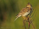 Sanglerke, adult
Eurasian Skylark - Alauda arvensis