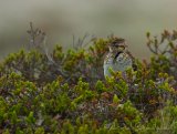 Trelerke, adult
Woodlark - Lullula arborea