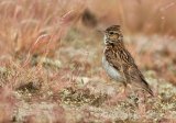 Trelerke, adult
Woodlark - Lullula arborea