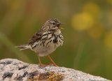 Heipiplerke, adult
Meadow Pipit - Anthus pratensis