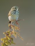 heipiplerke_2019_04_22 FB2