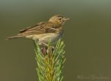 Trepiplerke, adult 
Tree Pipit - Anthus trivialis