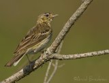 Trepiplerke, adult 
Tree Pipit - Anthus trivialis