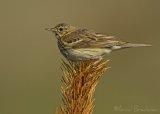 Trepiplerke, adult 
Tree Pipit - Anthus trivialis