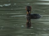 Dvergdykker, adult i sommerdrakt
Little Grebe - Tachybaptus ruficollis