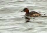 Dvergdykker, adult i vårdrakt
Little Grebe - Tachybaptus ruficollis