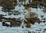 Dvergdykker, adult i vinterdrakt
Little Grebe - Tachybaptus ruficollis