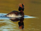Horndykker, adult i sommerdrakt
Horned Grebe - Podiceps auritus