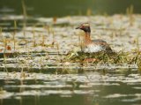 Horndykker, adult i sommerdrakt
Horned Grebe - Podiceps auritus
