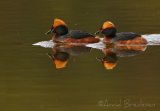 Horndykker, adult hann + hunn i sommerdrakt
Horned Grebe - Podiceps auritus