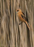 Skjeggmeis, juvenil hann
Bearded reedling - Panurus biarmicus