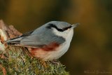 Spettmeis, adult
Wood Nuthatch - Sitta europaea