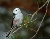 Stjertmeis, adult
Long-tailed tit - Aegithalos caudatus