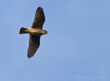 Dvergfalk, juvenil (1K)
Merlin - Falco columbarius