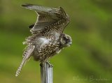 Jaktfalk, juvenil (1K)
Gyr Falcon - Falco rusticolus