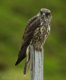 Jaktfalk, juvenil (1K)
Gyr Falcon - Falco rusticolus