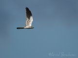Enghauk, adult hann
Montagus harrier - Circus pygargus