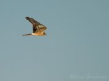 Enghauk, adult hunn
Montagus harrier - Circus pygargus