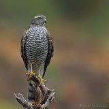 Spurvehauk, juvenil (1K)
Eurasian Sparrowhawk - Accipiter nisus