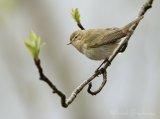 Gransanger, adult
Common Chiffchaff - Phylloscopus collybita