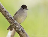 Munk, adult hann
Eurasian Blackcap - Sylvia atricapilla