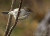 Munk, adult hunn
Eurasian Blackcap - Sylvia atricapilla
