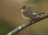 Munk, adult hunn
Eurasian Blackcap - Sylvia atricapilla