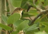 Myrsanger, adult
Marsh Warbler - Acrocephalus palustris