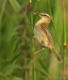 Sivsanger, adult
Sedge Warbler - Acrocephalus schoenobaenus