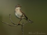 Tornsanger, adult hann
Common whitethroat - Sylvia communis