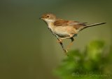 Tornsanger, adult hunn
Common whitethroat - Sylvia communis