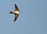 Taksvale, adult
Common House Martin - Delichon urbicum