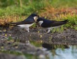 Taksvale, adult
Common House Martin - Delichon urbicum