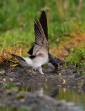Taksvale, adult
Common House Martin - Delichon urbicum