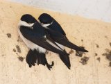 Taksvale, adult
Common House Martin - Delichon urbicum
