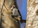 Dvergspett - adult hann
Lesser spotted woodpecker - Dryobates minor