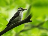 Dvergspett - adult hunn
Lesser spotted woodpecker - Dryobates minor