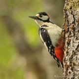 Flaggspett, adult hann
Great Spotted Woodpecker - Dendrocopos major