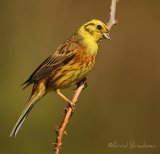 Gulspurv, adult hann
Yellowhammer - Emberiza citrinella
