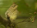 Gulspurv, juvenil (1K)
Yellowhammer - Emberiza citrinella