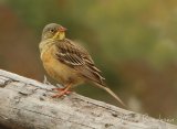 Hortulan - adult hann
Ortolan Bunting - Emberiza hortulana