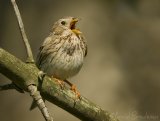 Kornspurv, adult hann
Corn Bunting - Emberiza calandra