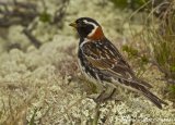 Lappspurv, adult hann i sommerdrakt
Lapland Longspur - Calcarius lapponicus