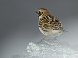 Lappspurv, 2K hann i vårdrakt
Lapland Longspur - Calcarius lapponicus