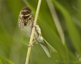 Sivspurv, adult hunn
Common Reed Bunting - Emberiza schoeniclus