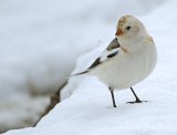 Snospurv01